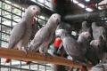 Papugi Ara / Afryki Grey papugi Kakadu papugi i jaj do sprzeday